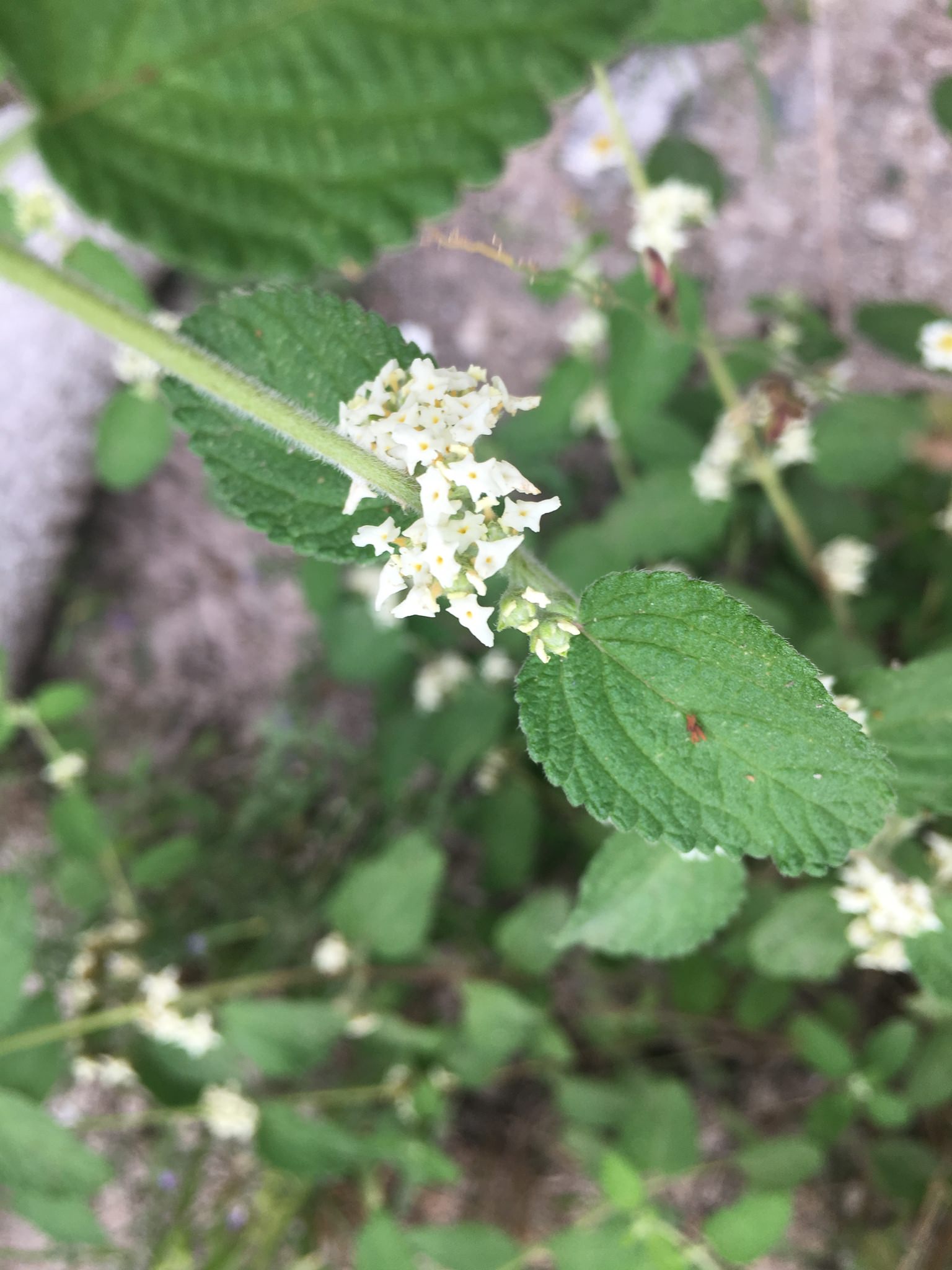 Lippia graveolens